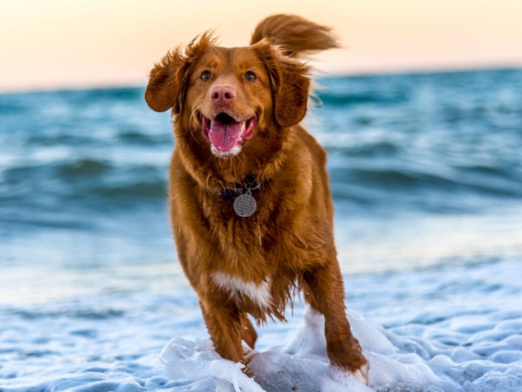 海辺を走る大型犬