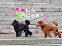 小型犬の散歩
